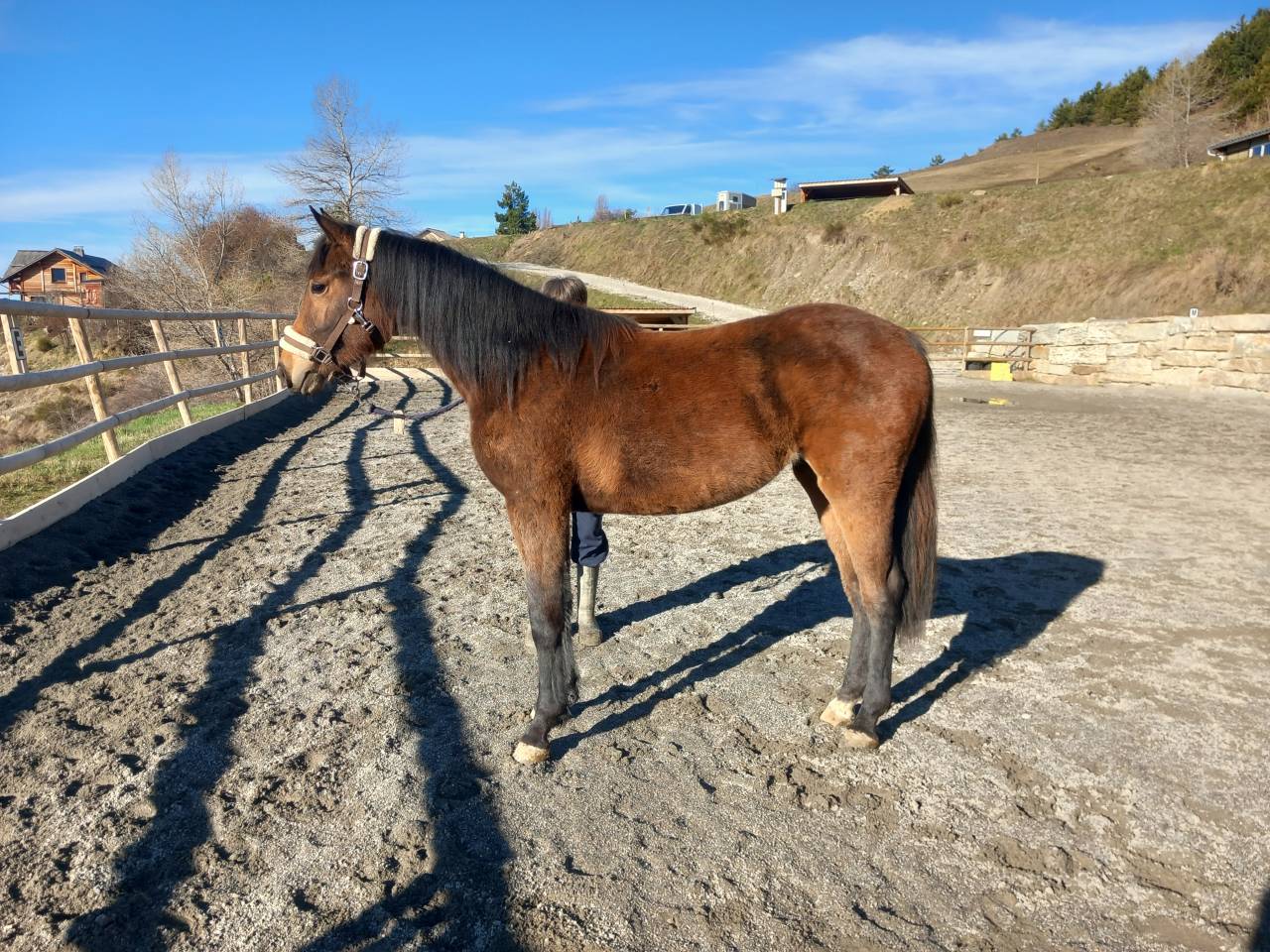 Ponette PFS 2ans 
