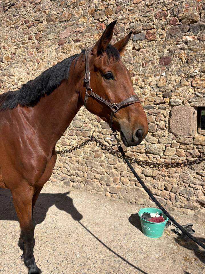 Hongre , 7 ans