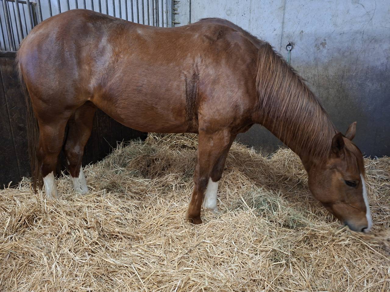 Jument Paint Horse PP 5 ans solid