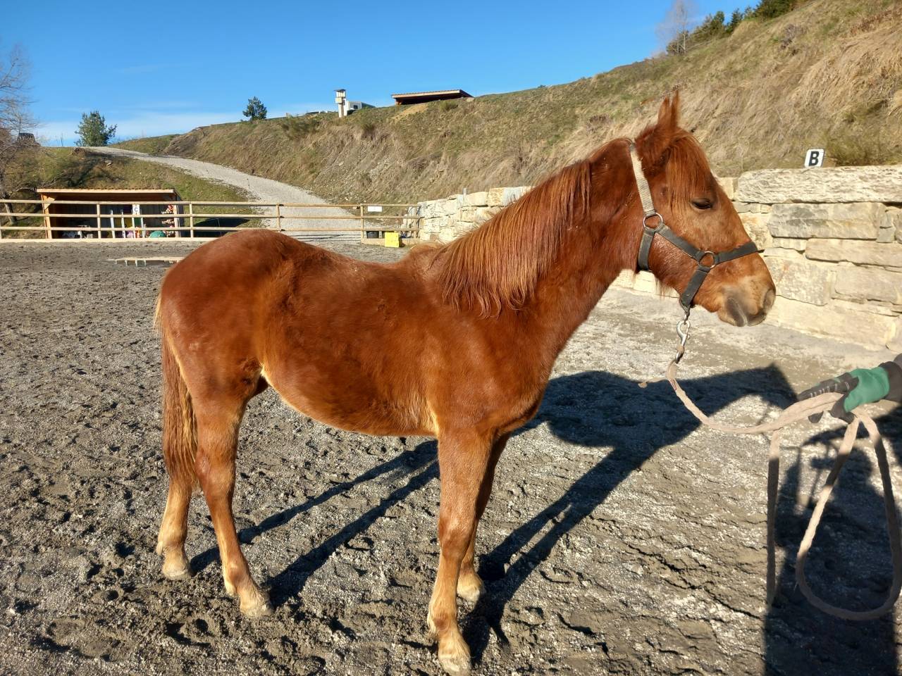 Poulain Welsh part-bred 