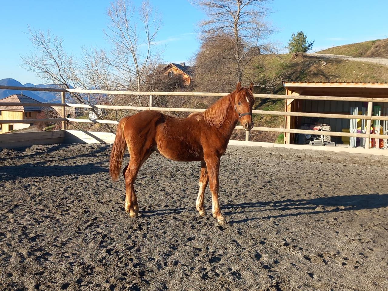 Poulain Welsh part-bred 