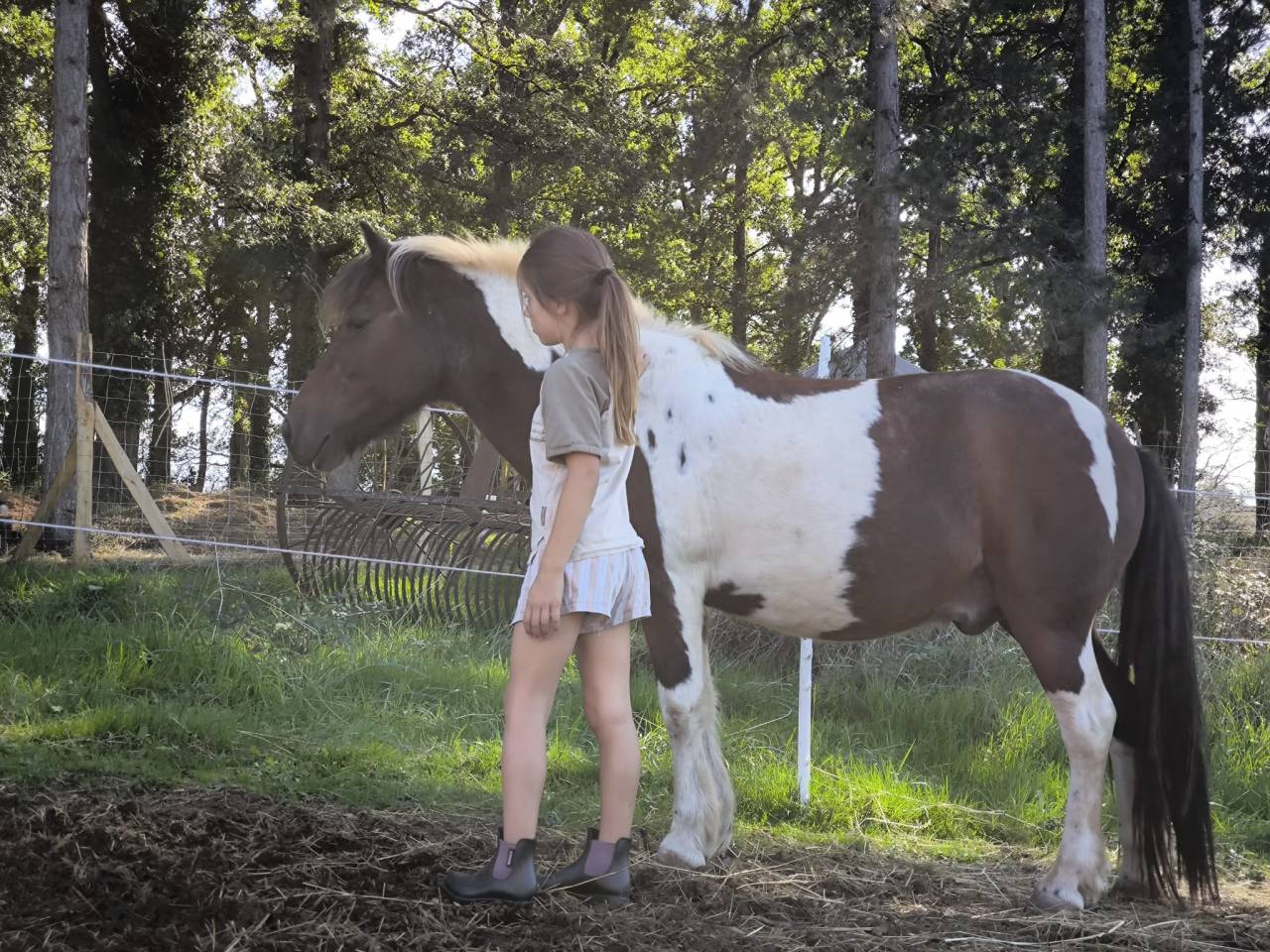 Poney B hongre pie bai