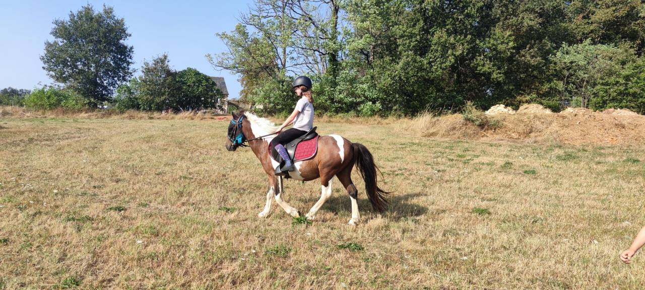 Poney B hongre pie bai