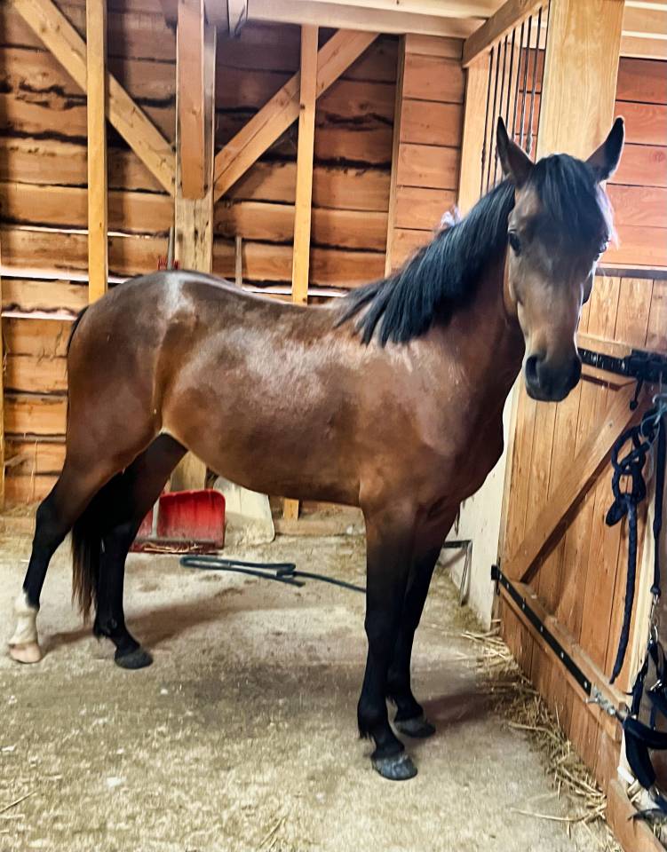 Poney D 2 ans 