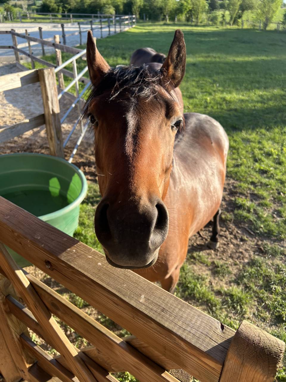 Poney D 2 ans 