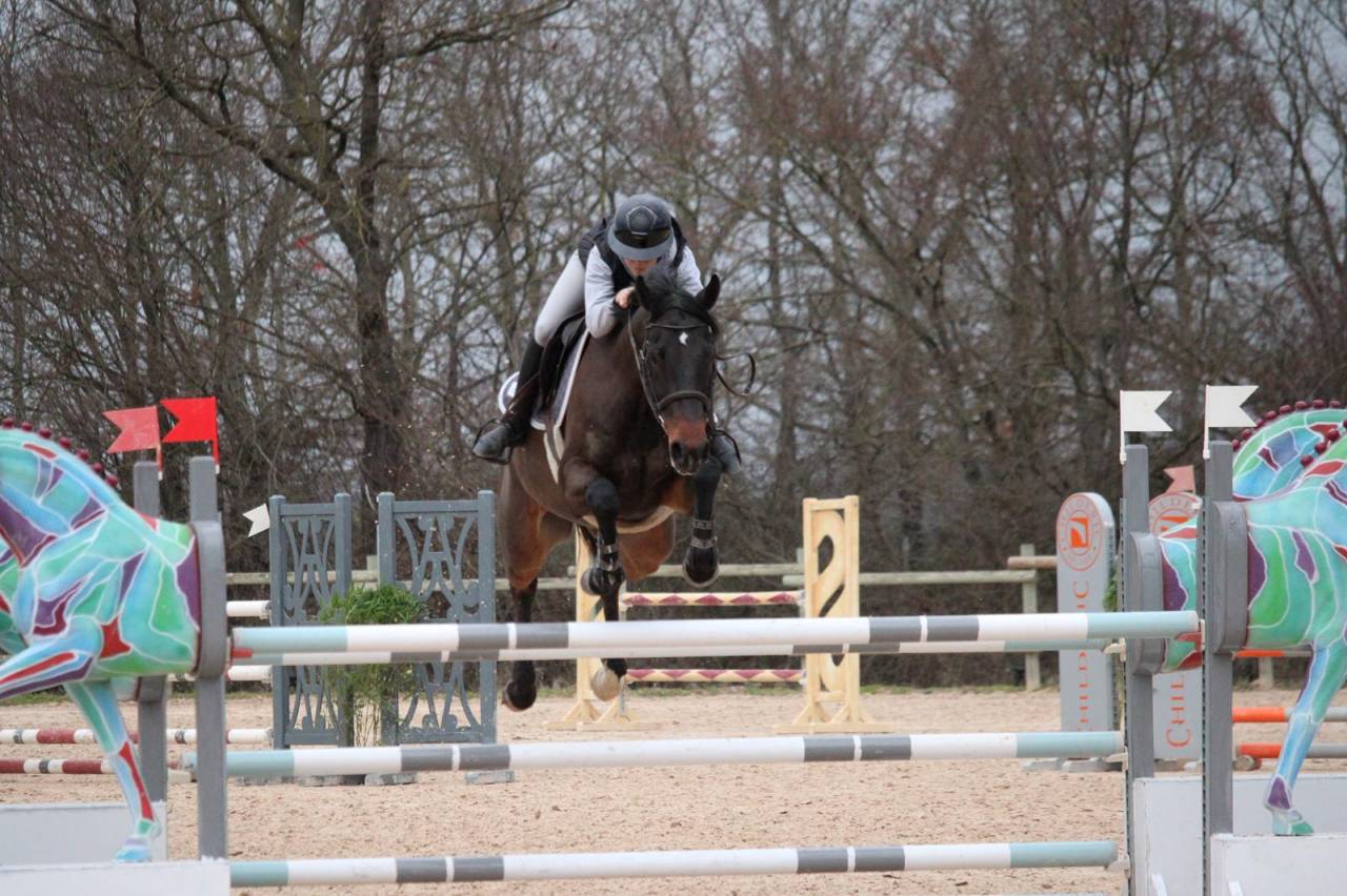 &Agrave; vendre &ndash; Hongre de 6 ans 