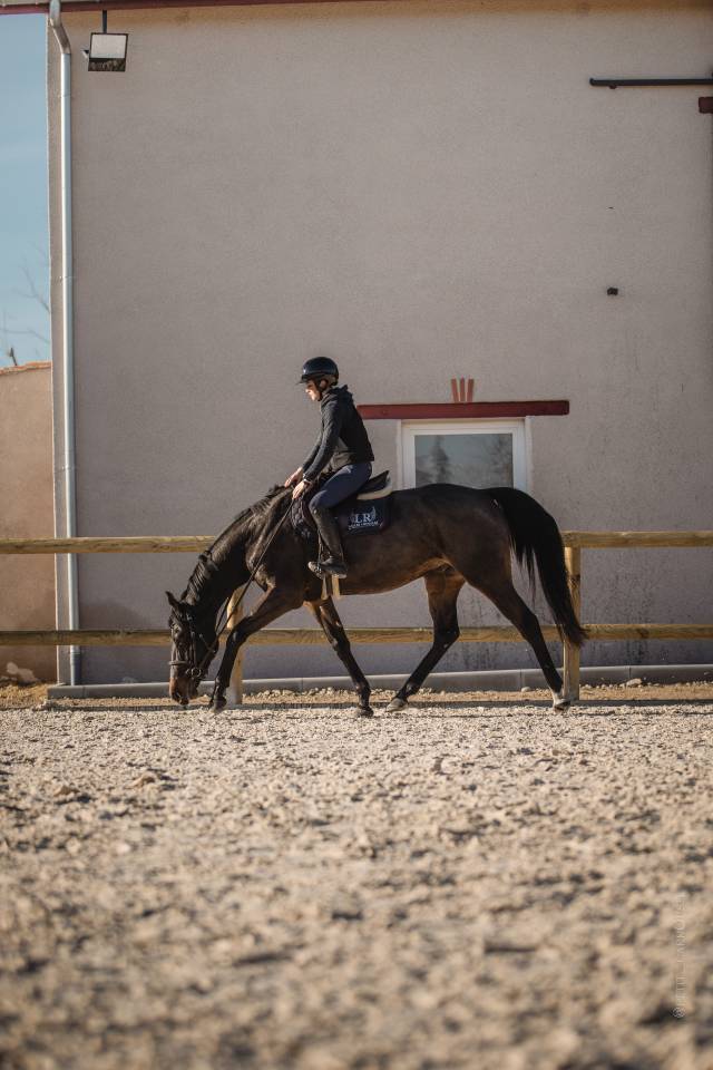 &Agrave; vendre &ndash; Hongre de 6 ans 
