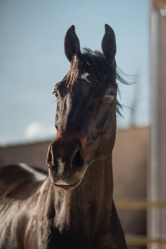 &Agrave; vendre &ndash; Hongre de 6 ans 