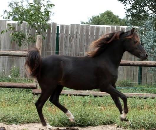 Super poney welsh 
