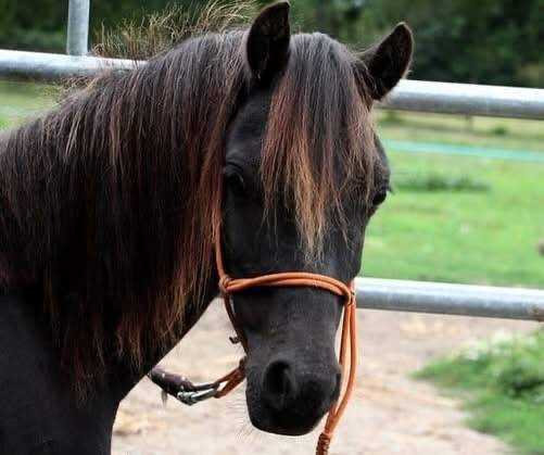 Super poney welsh 