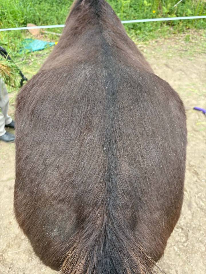 Super poney welsh 