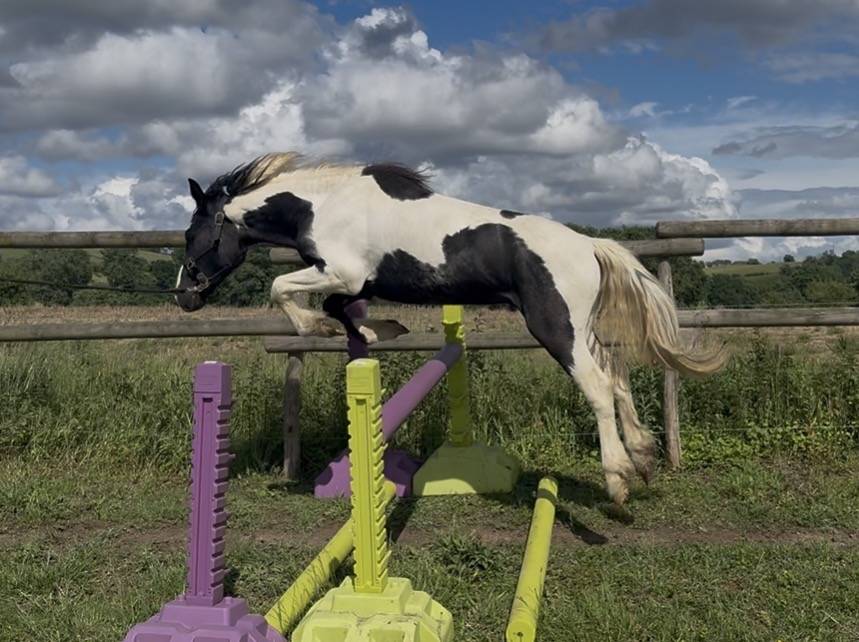Poney OC - 2 ans 