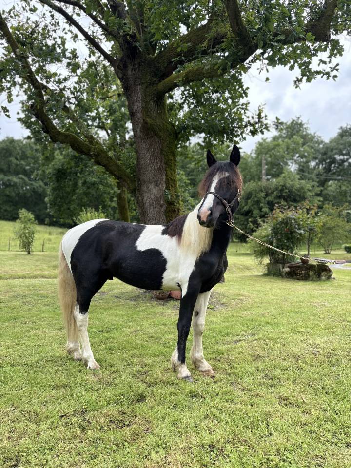 Poney OC - 2 ans 