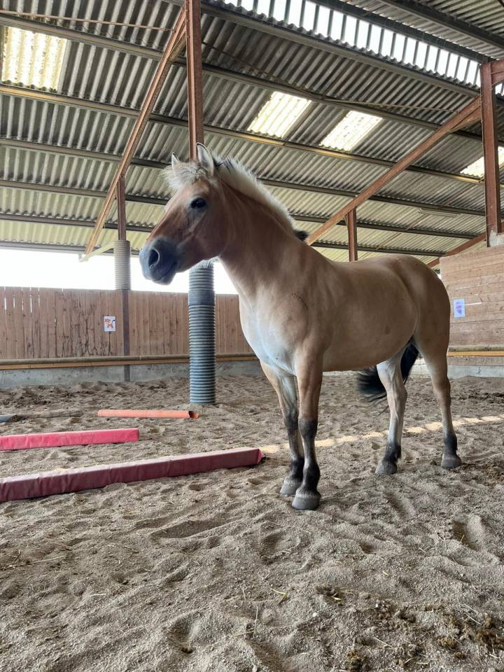 Fiona, ponette D, fjord de 11ans