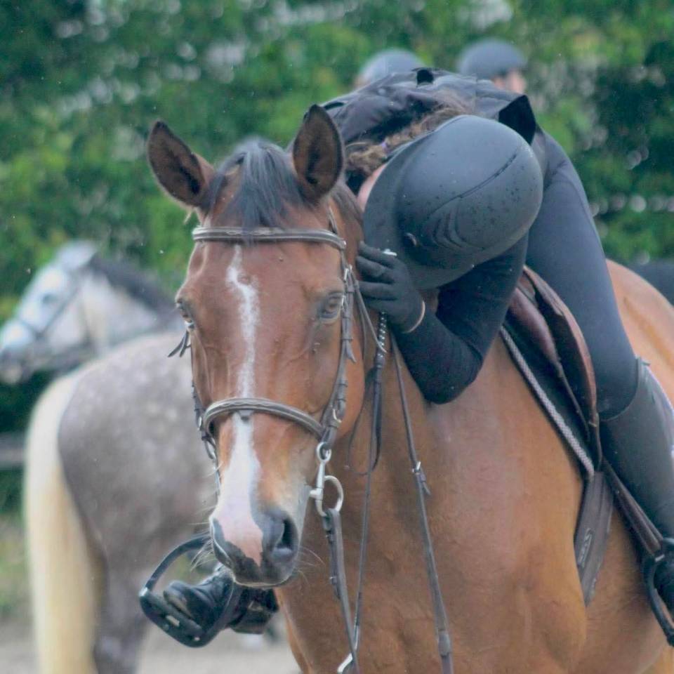Cheval 20 ans