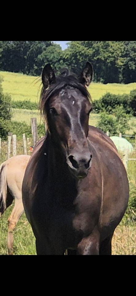 2 ans espagnol pp .grand mod&egrave;le 