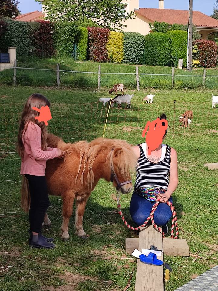 Poney Shetland PP