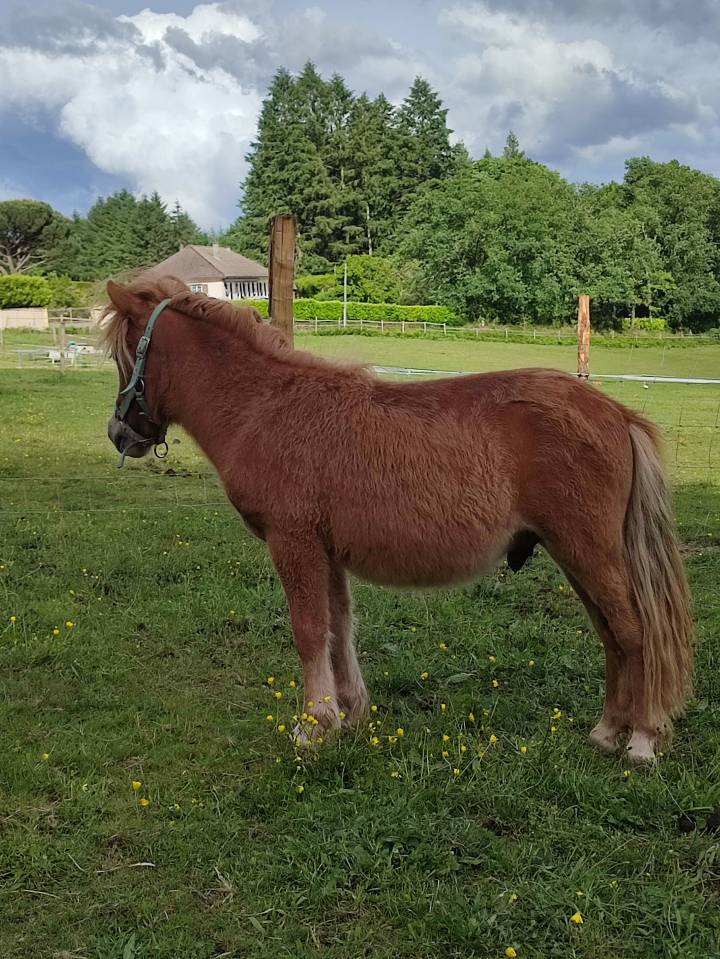 Poney Shetland PP