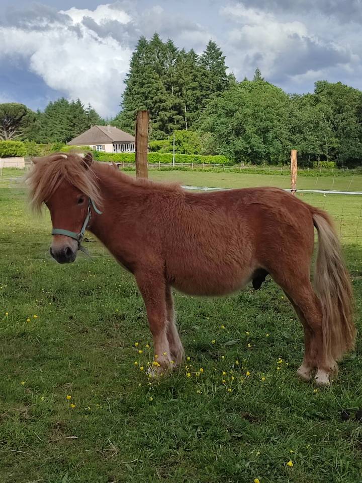 Poney Shetland PP