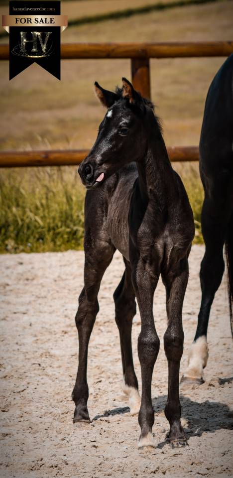 Pouliche kwpn dressage 