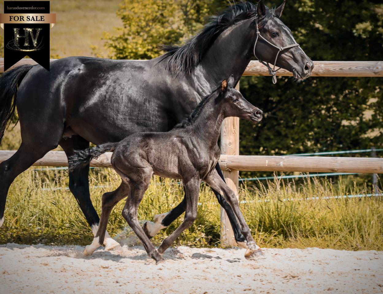 Pouliche kwpn dressage 