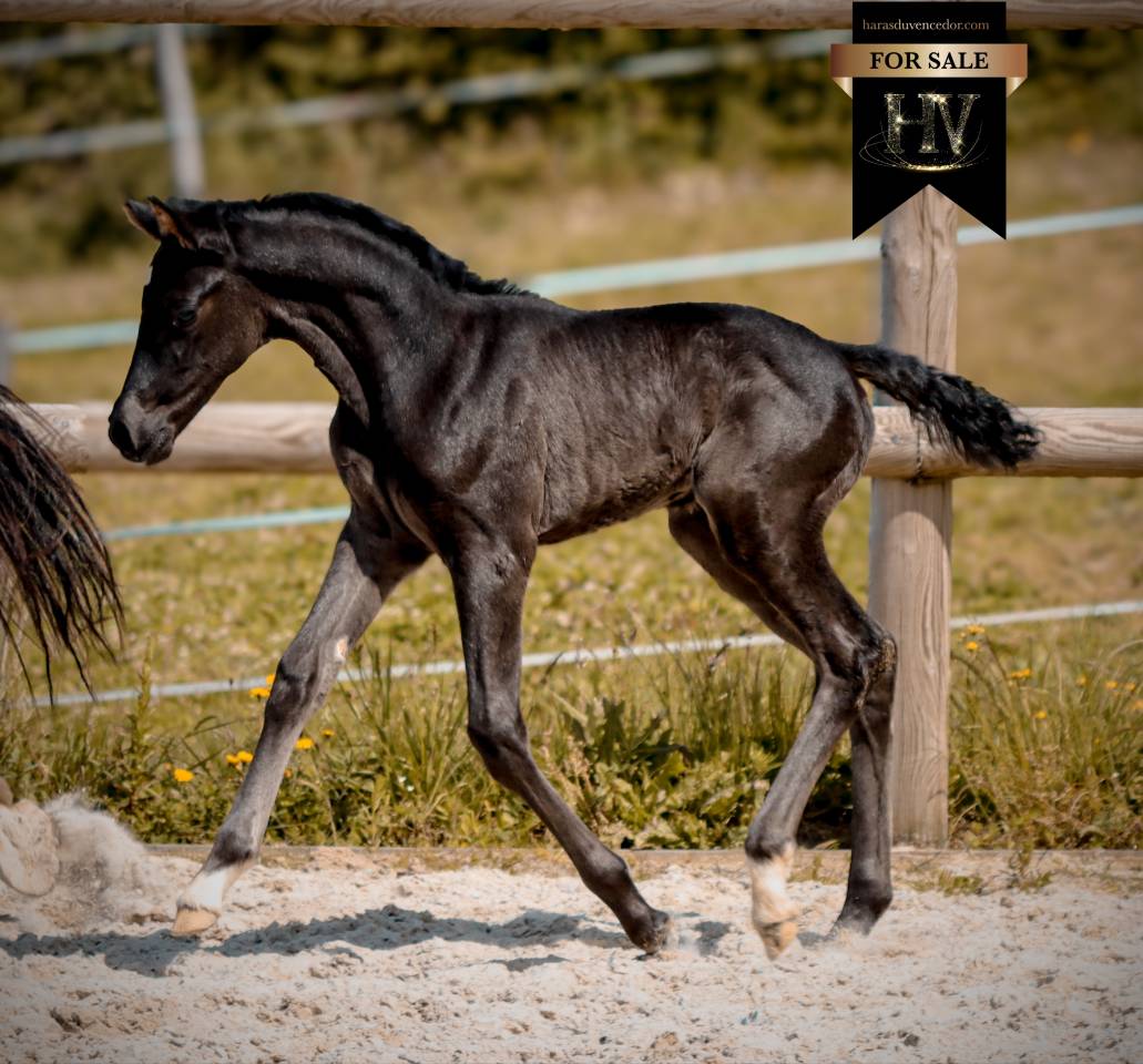 Pouliche kwpn dressage 