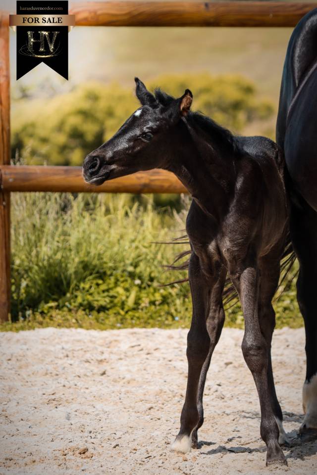 Pouliche kwpn dressage 