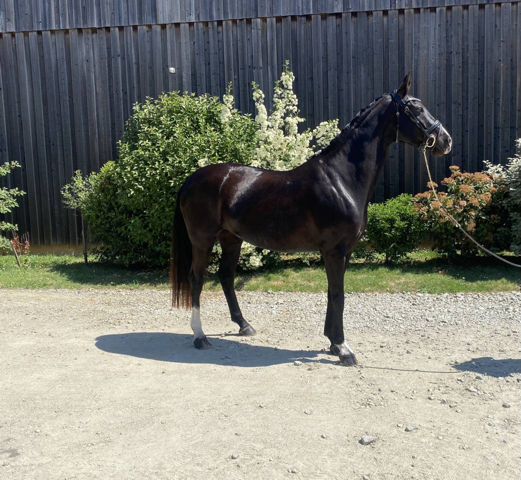poulini&egrave;re dressage 6 ans