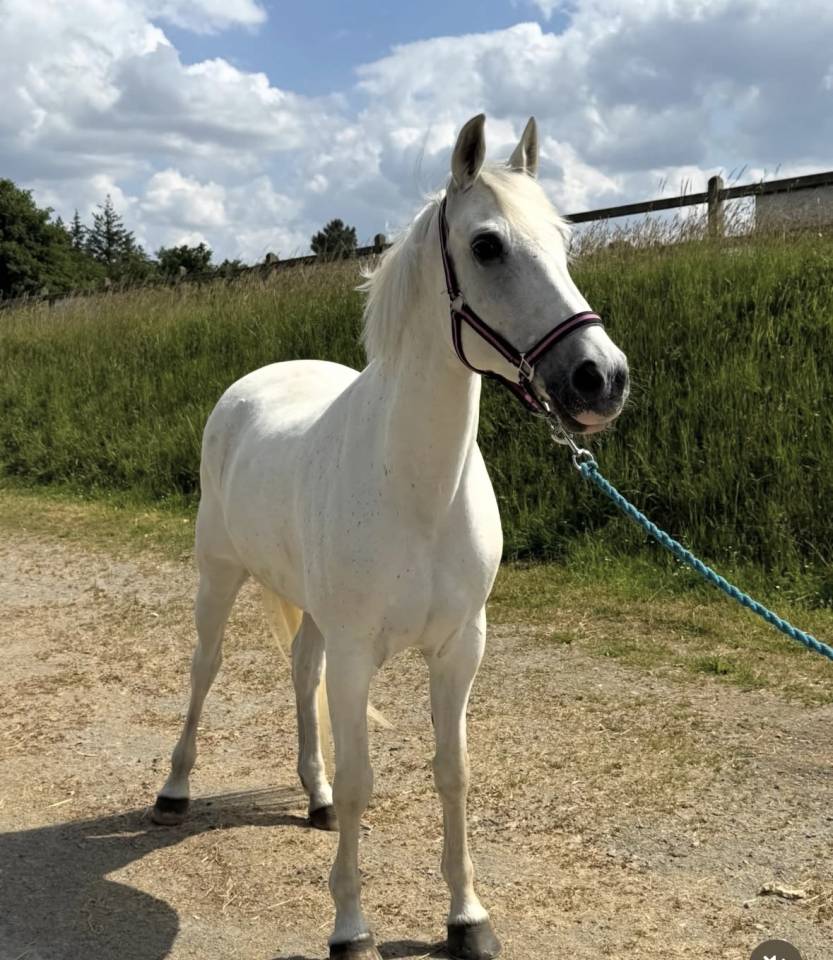 Ponette As2 