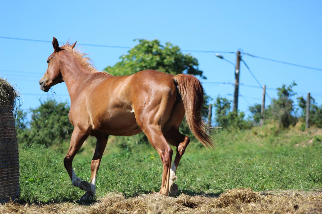 Pouliche arabo-paint 