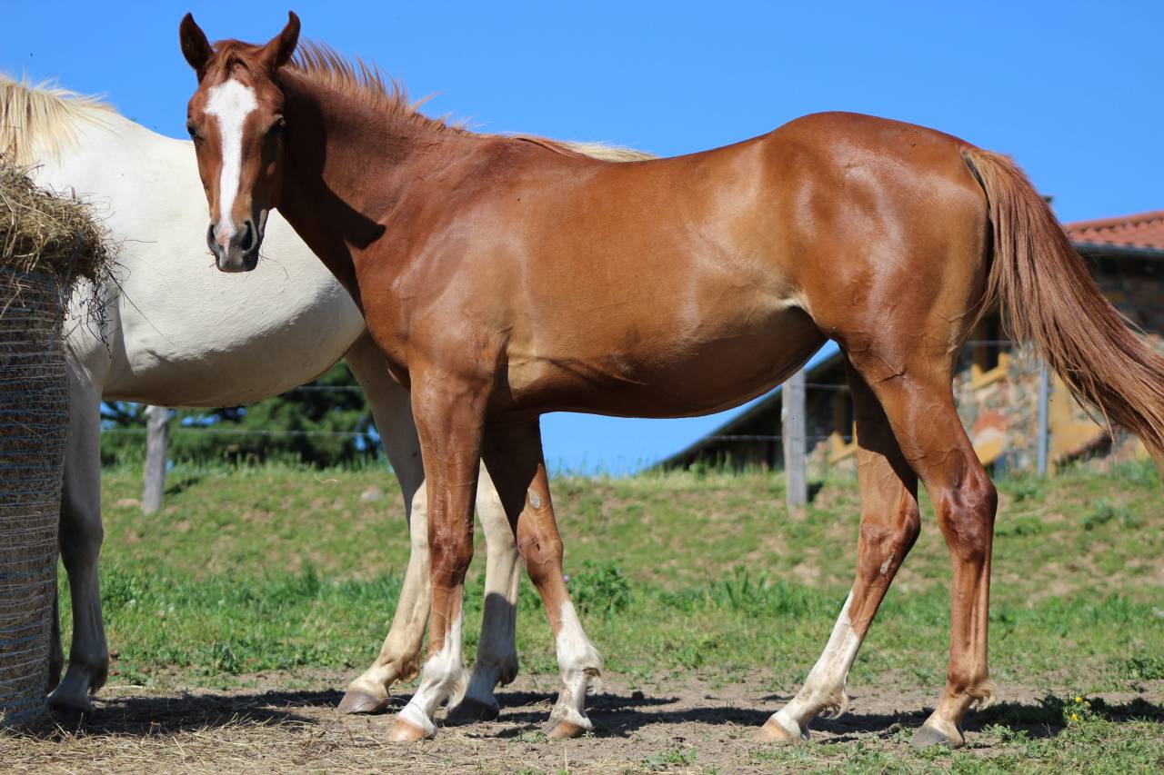 Pouliche arabo-paint 
