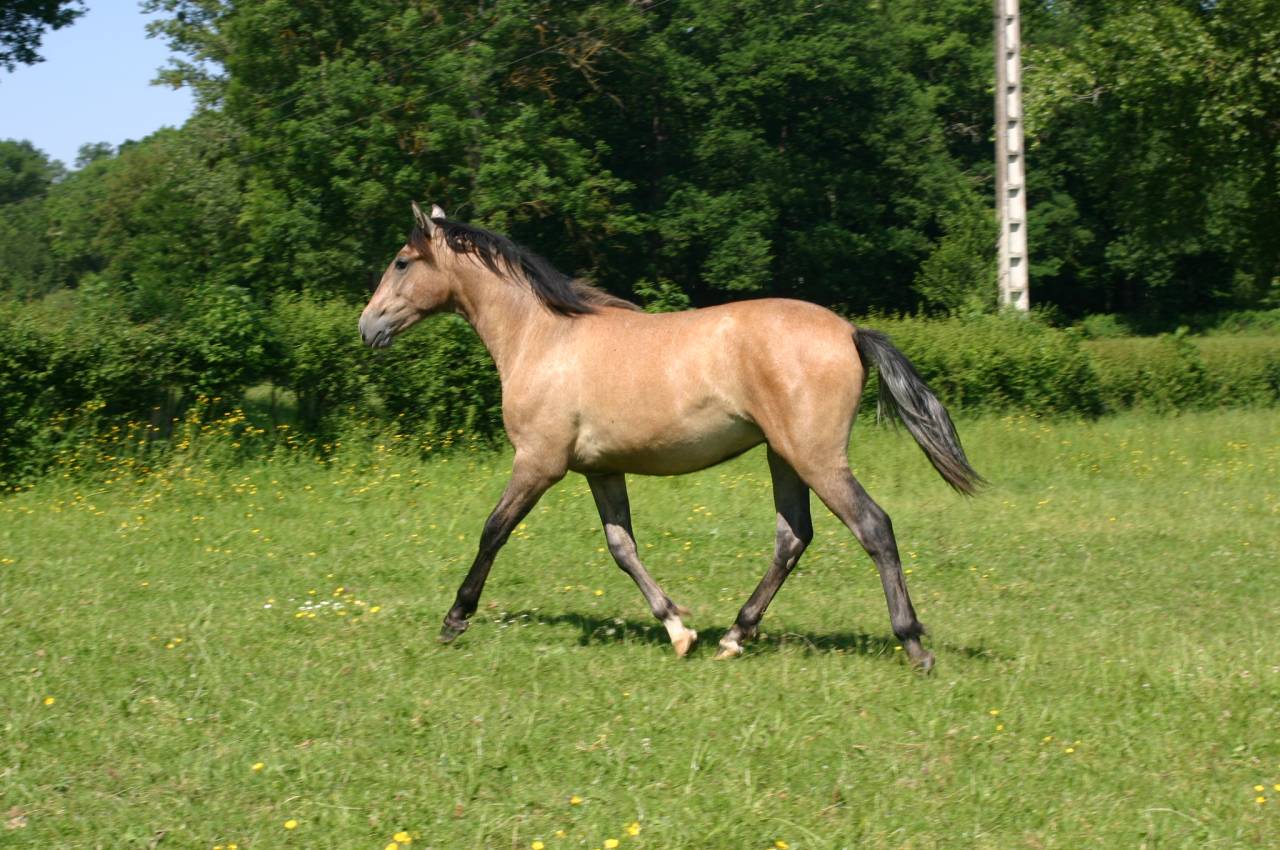 poulain hongre espagnol