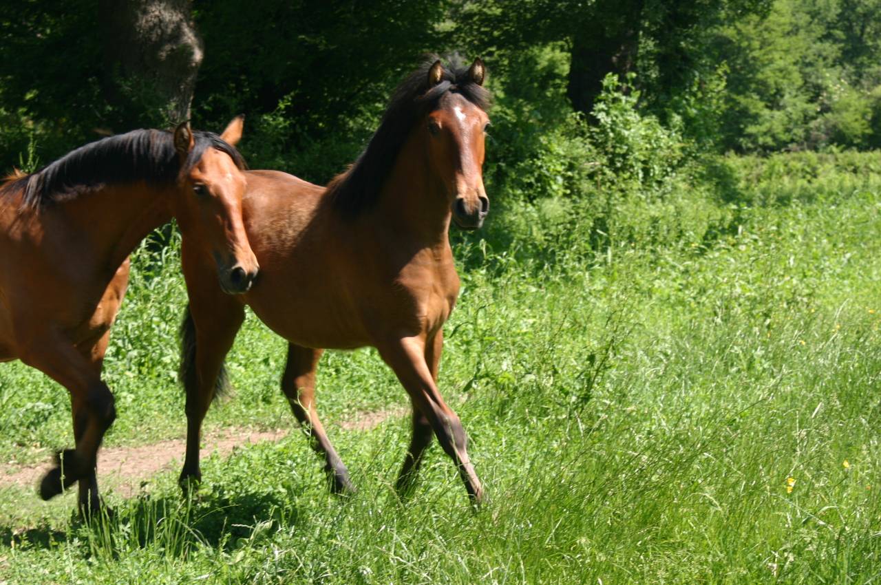 poulain hongre espagnol