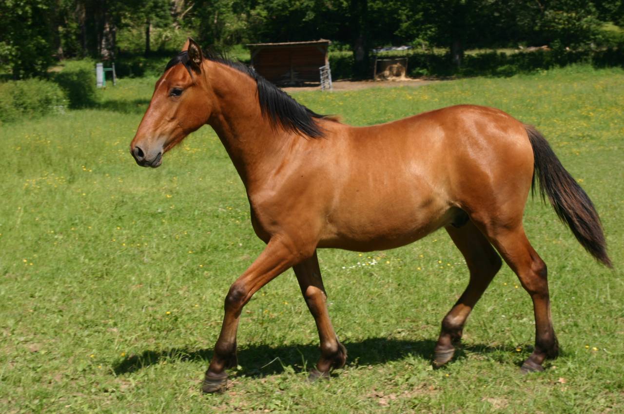 poulain hongre espagnol