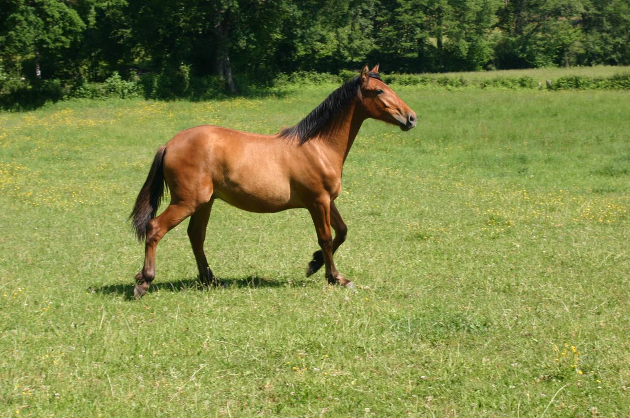 poulain hongre espagnol