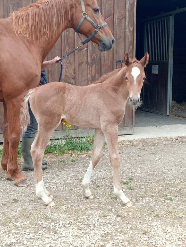 Foal m&acirc;le Selle Fran&ccedil;ais souche 5*