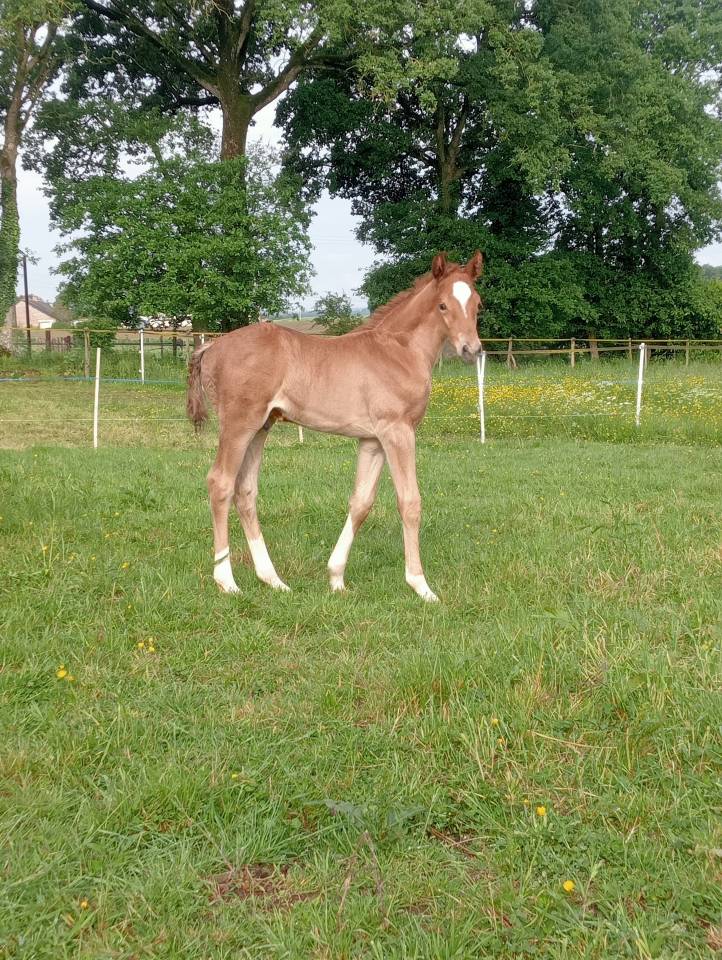 Foal m&acirc;le Selle Fran&ccedil;ais souche 5*