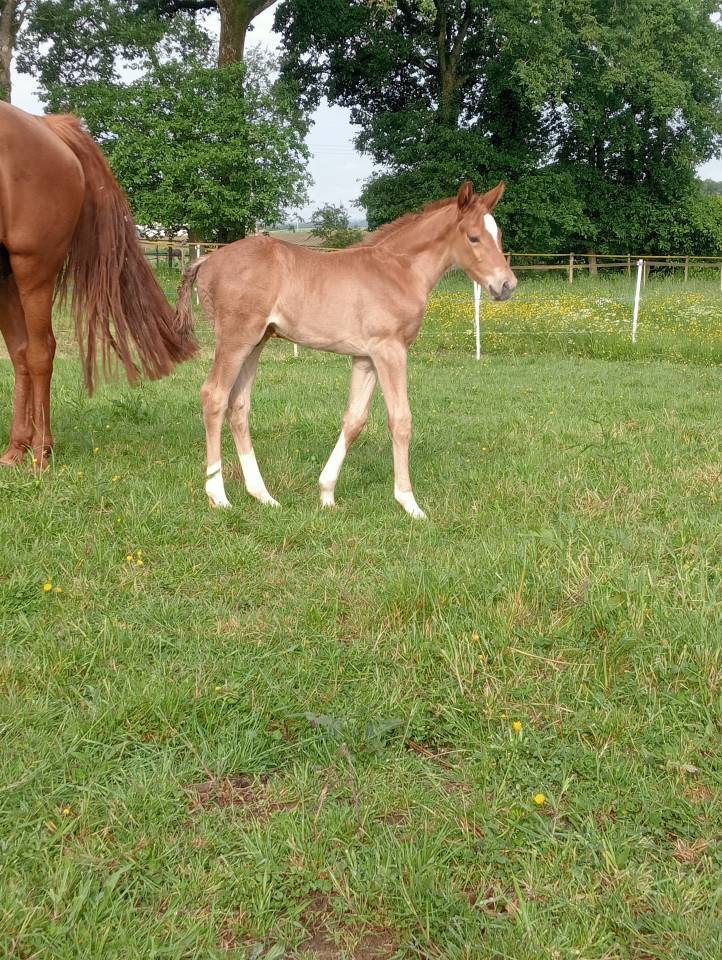 Foal m&acirc;le Selle Fran&ccedil;ais souche 5*