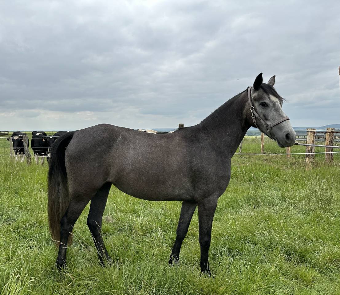 &Agrave; vendre -? MALISTA D&rsquo;HIRLA?