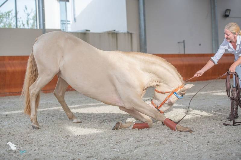 Magnifique Lusitano en couleur spectaculaire