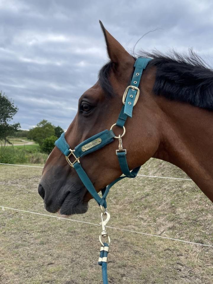 Trotteur Fran&ccedil;ais 15 ans &ndash; cheval ma&icirc;tre d&rsquo;&eacute;cole, id&eacute;al