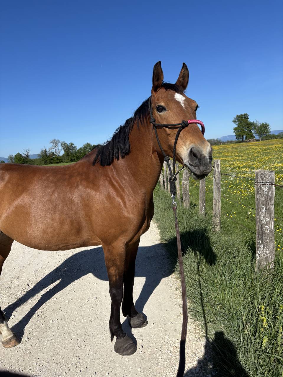 Jument de 14 ans &agrave; vendre 