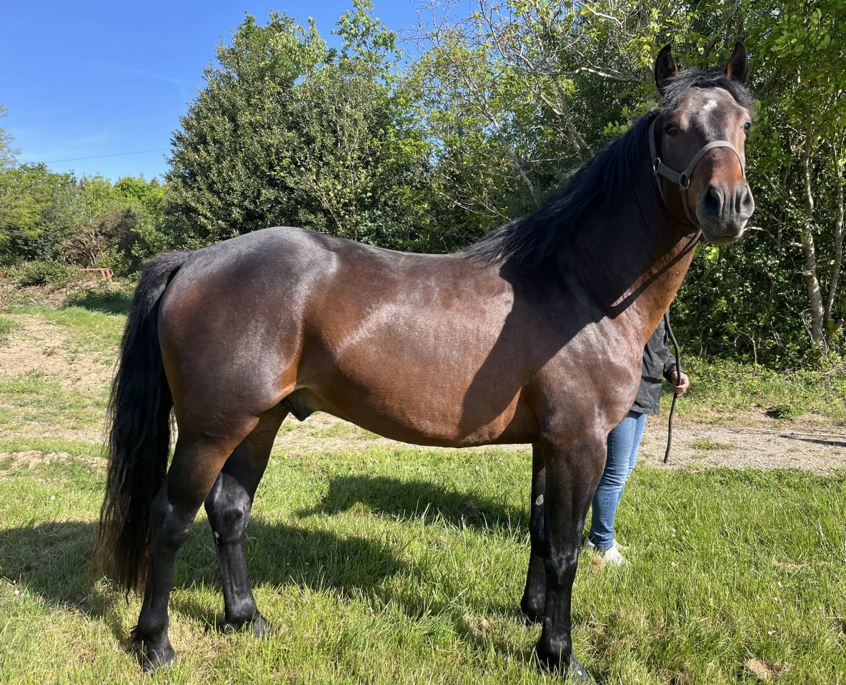 M&acirc;le PFS 4ans 