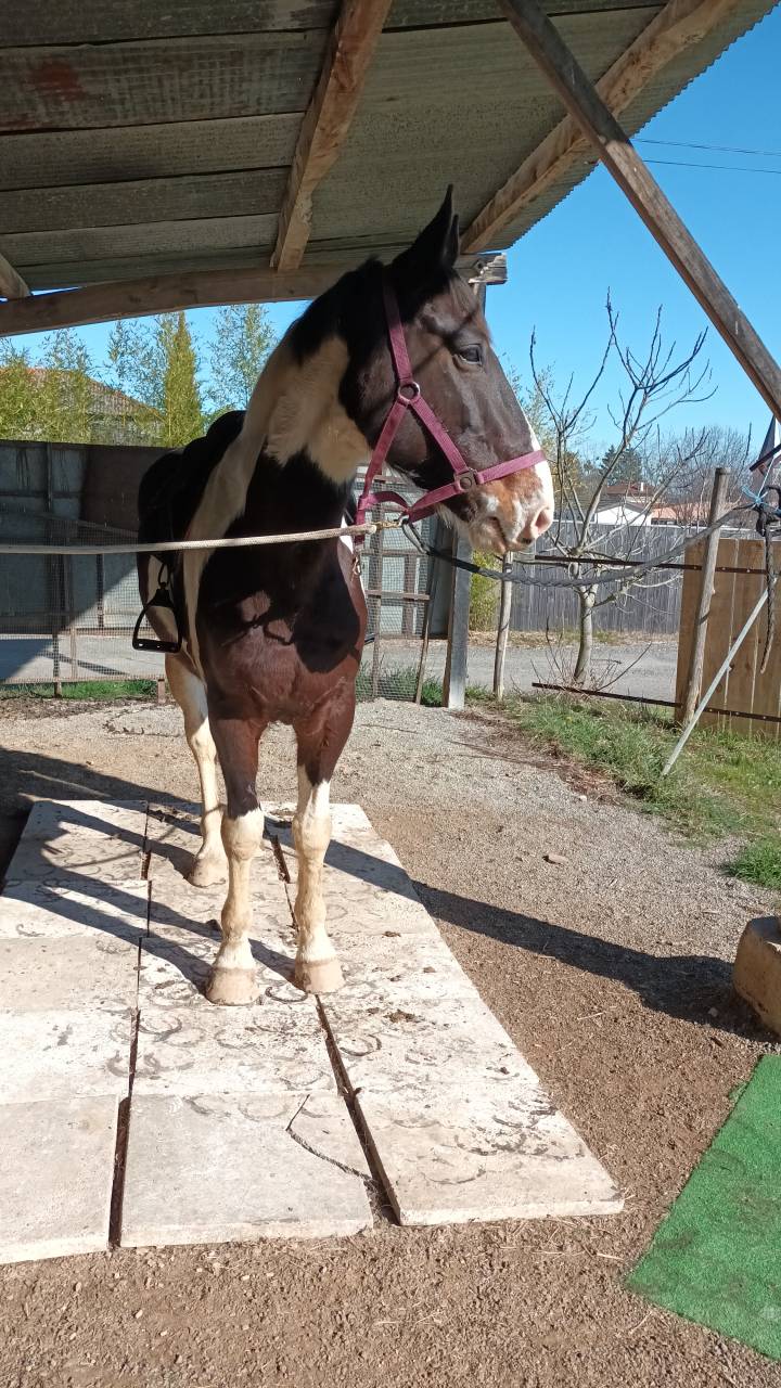 Cheval SF