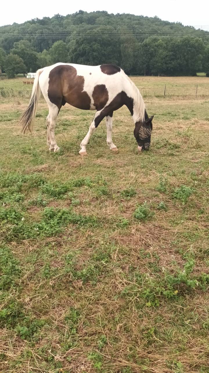 Cheval SF