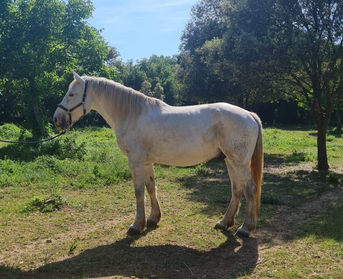Hongre OC 7 ans, 165 cm &ndash; Polyvalent, ext&eacute;rieur, CSO, e
