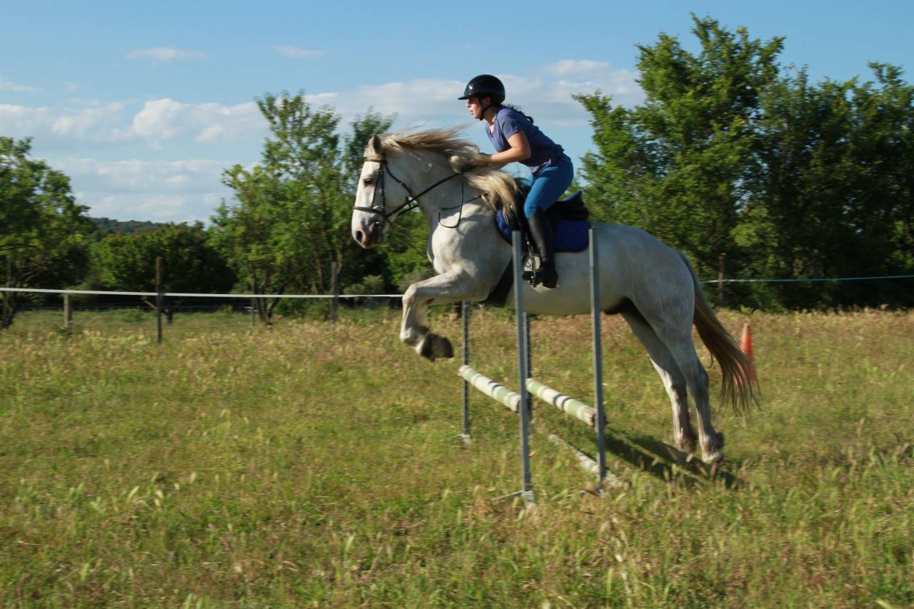 Hongre OC 7 ans, 165 cm &ndash; Polyvalent, ext&eacute;rieur, CSO, e