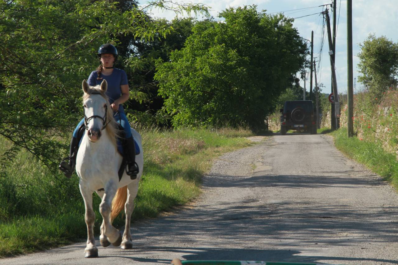 Hongre OC 7 ans, 165 cm &ndash; Polyvalent, ext&eacute;rieur, CSO, e