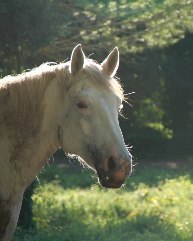 Hongre OC 7 ans, 165 cm &ndash; Polyvalent, ext&eacute;rieur, CSO, e