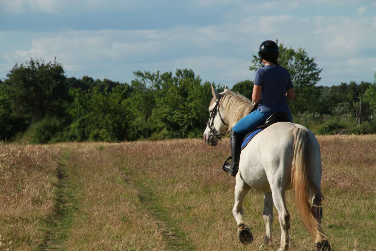 Hongre OC 7 ans, 165 cm &ndash; Polyvalent, ext&eacute;rieur, CSO, e